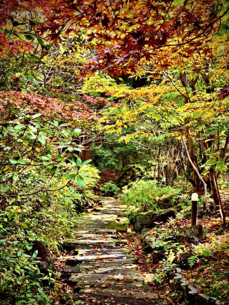 Sennomori foliage forest in kyushu