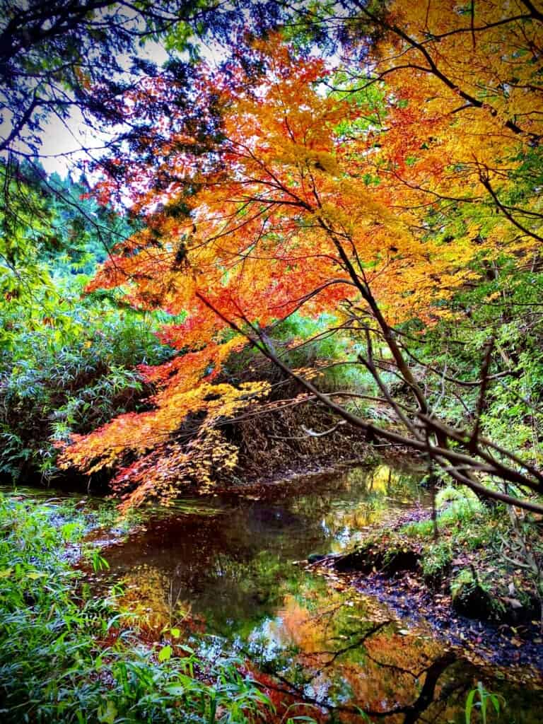 Aso Sennomori autum foliage in kumamoto, japan