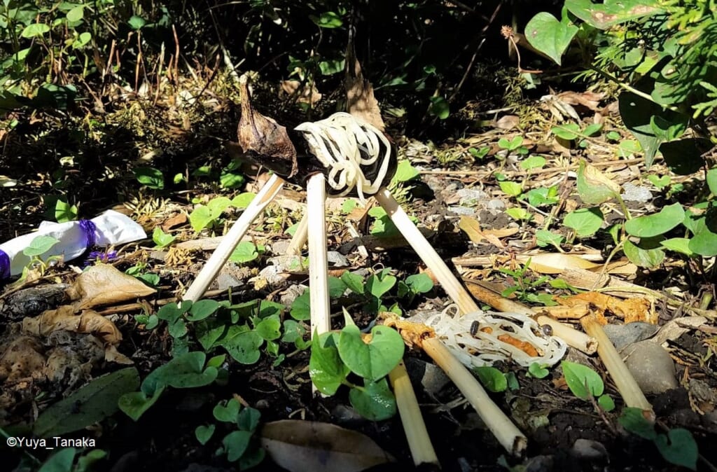 The soul horse is supposed to bring the deceased into this world.