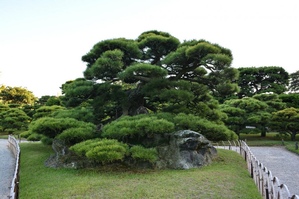 bonsai tree