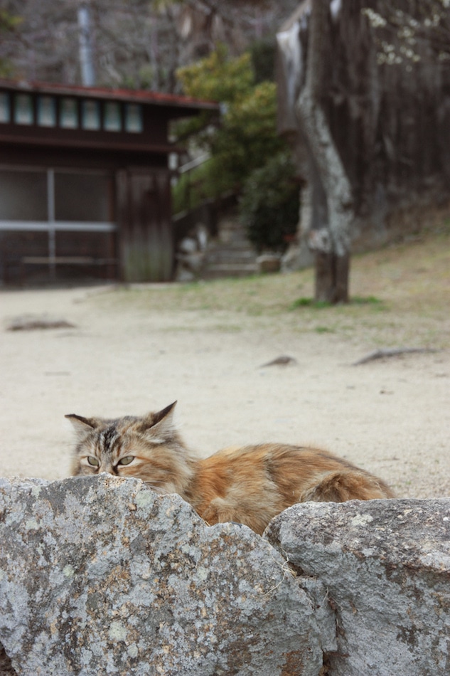 A cat hides behind rocks