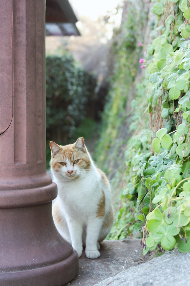 A cat watches as visitors pass along a street in Onomichi