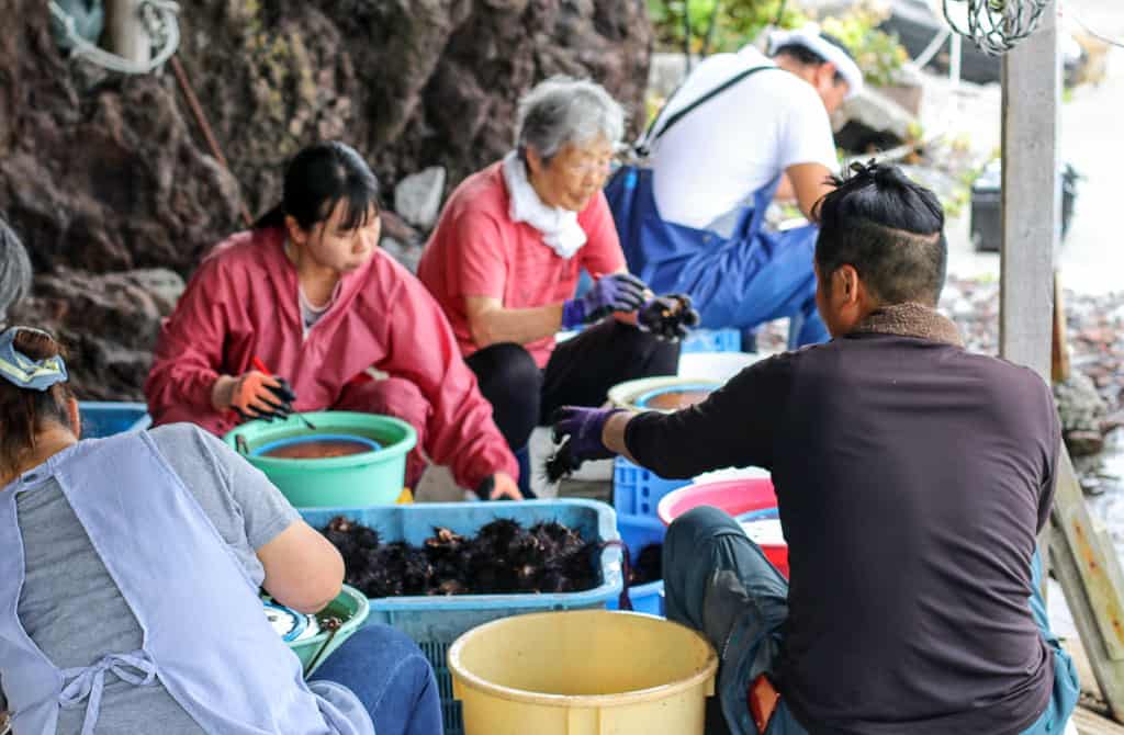 Fresh Sea Urchin at Senposhimisaki Park on Rishiri Island, Hokkaido