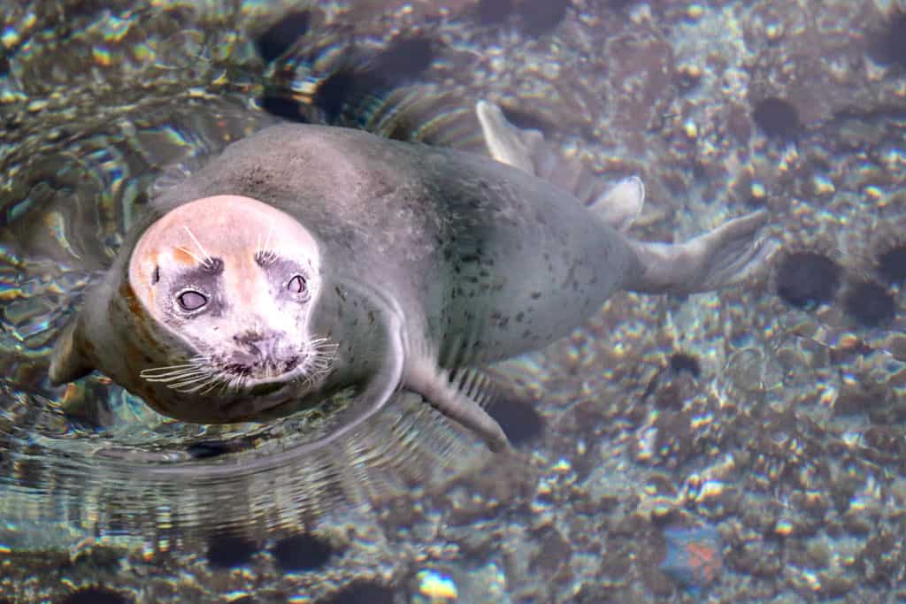 Seal at Senposhimisaki Park on Rishiri Island, Hokkaido