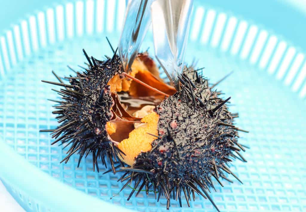 Opening sea urchin at Kamui Kaigan Park on Rishiri Island, Hokkaido