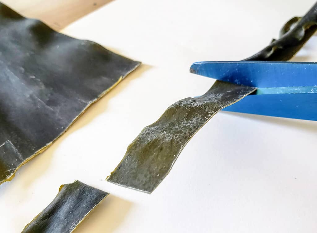 Clipping kombu kelp at  Kamui Kaigan Park on Rishiri Island, Hokkaido