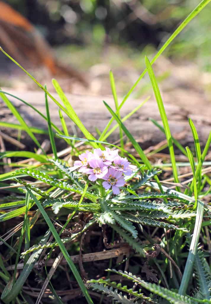 Flowers along the Hiking Trails of Momoiwa Observatory Course