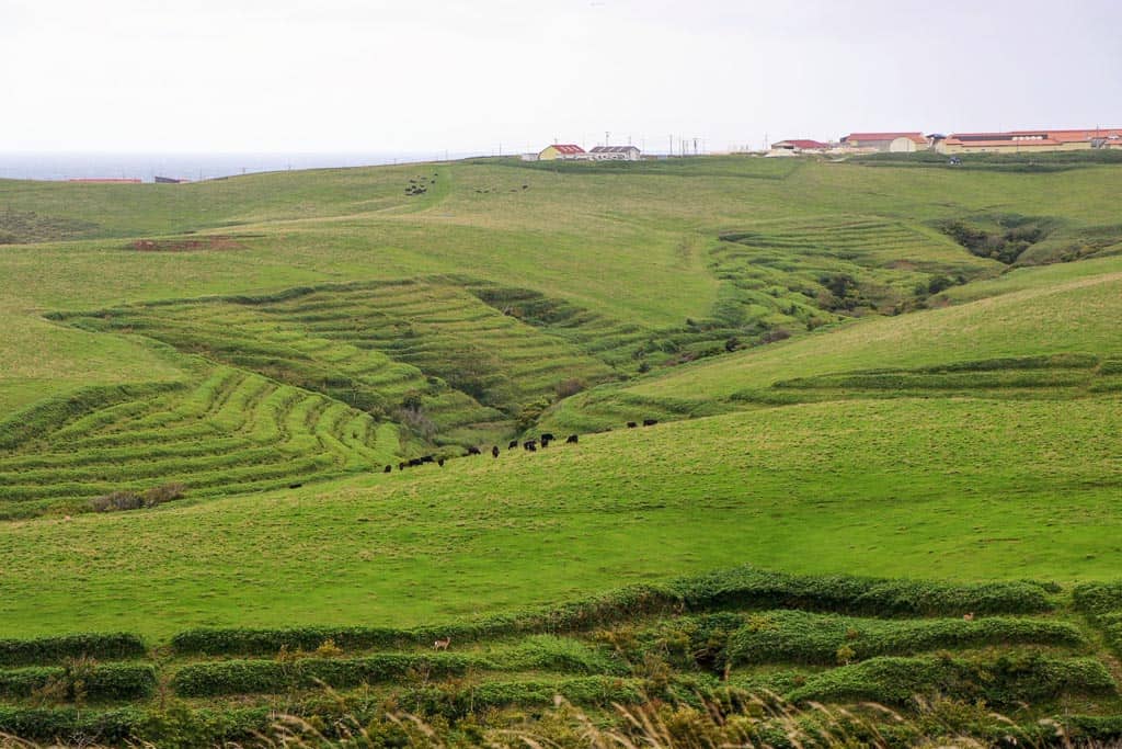 Pastoral Landscape with cows on Wakkanai, Hokkaido