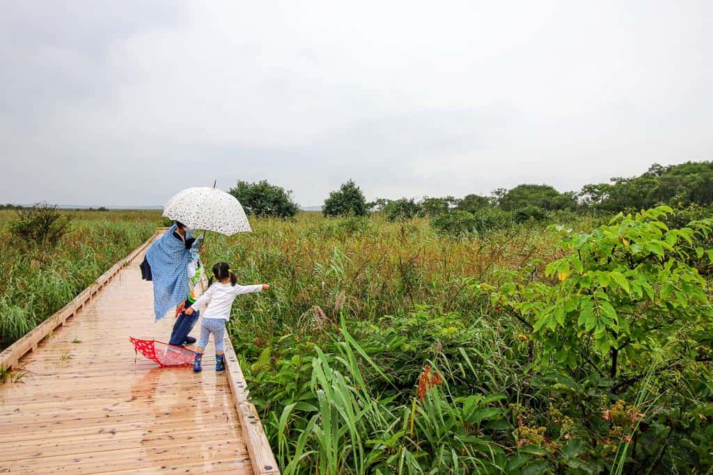 Wood walkways at Sarobetsu Wetland Center on Wakkanai, Hokkaido