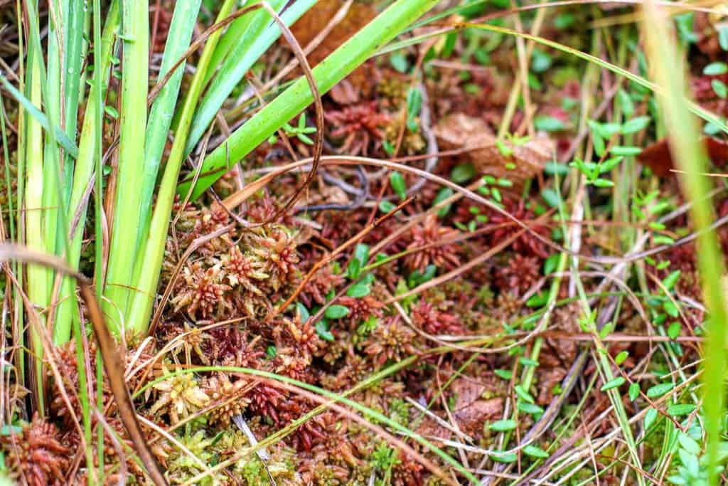 Moss and delicate flowers at Sarobetsu Wetland Center on Wakkanai