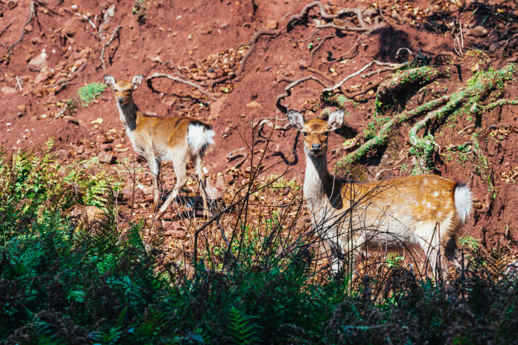 two deer on nozaki island