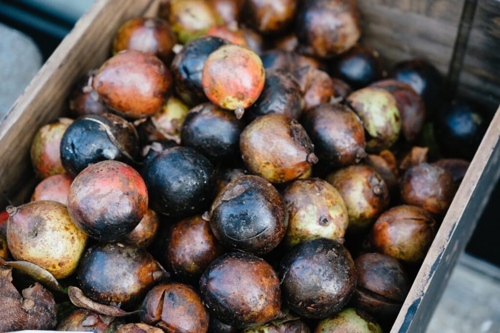 tsubaki camellia fruit