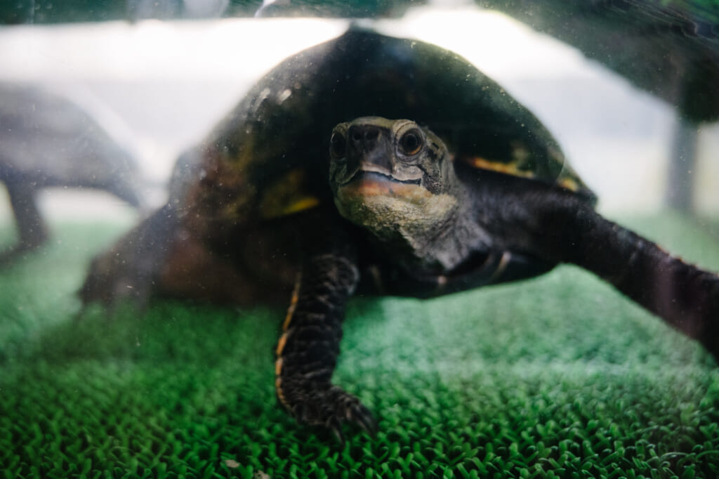 a turtle in a tank at abunze visitor center