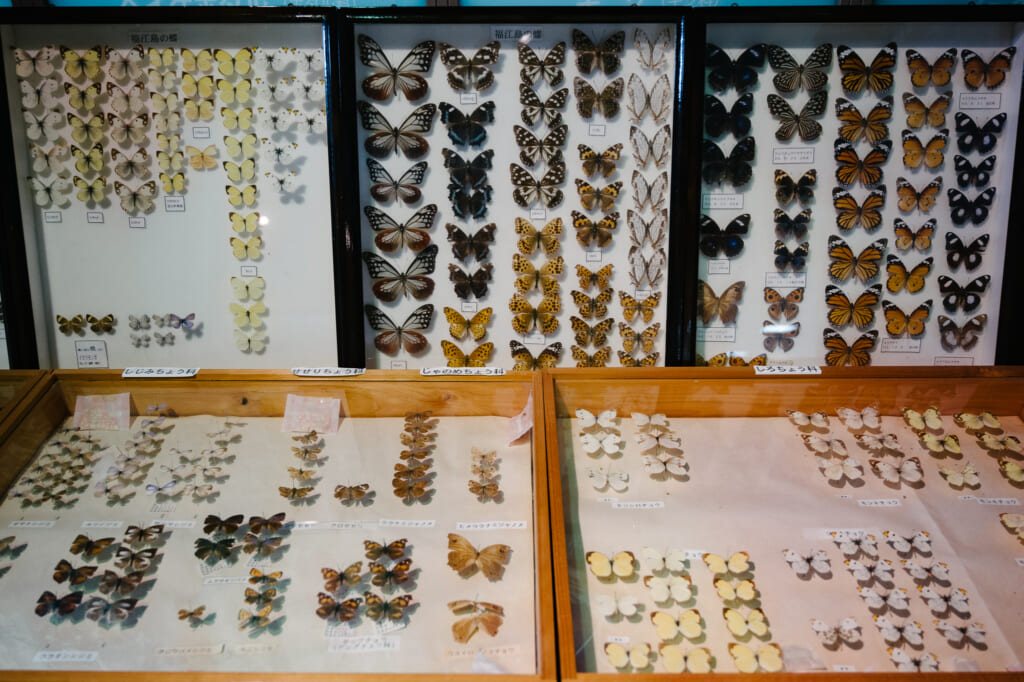 collection of insects from goto islands