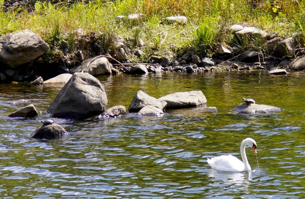 Swan floating on the river, turtles basking on rocks in Okayama