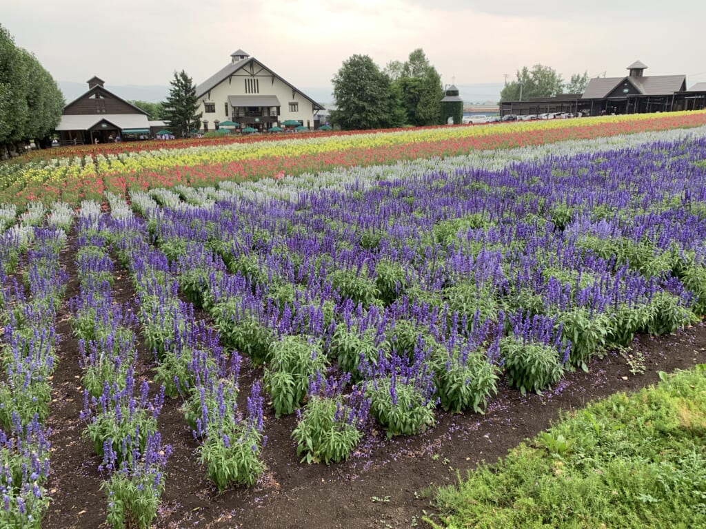 Lavender rows in Farm Tomita in Hokkaido