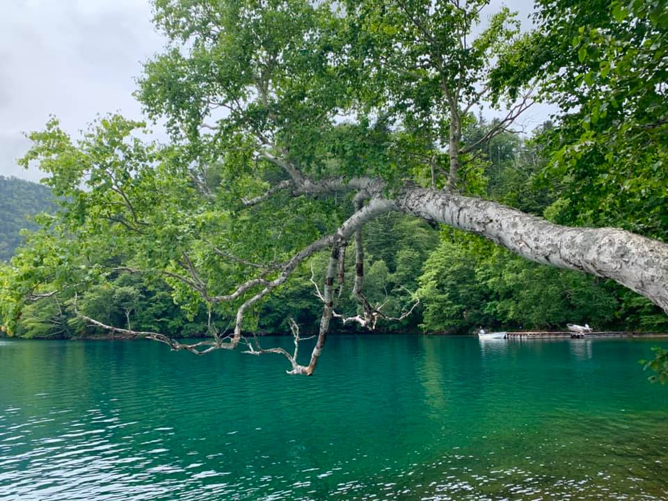 Tree branch bent toward Lake Shikaribetsu