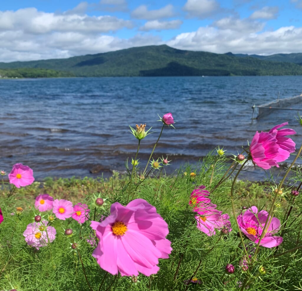 Flowers on the shores of Lake Akan