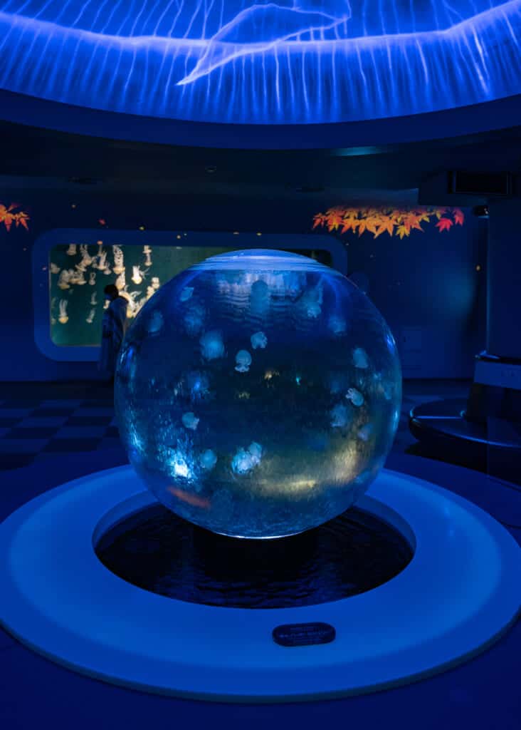 jellyfish display at enoshima aquarium