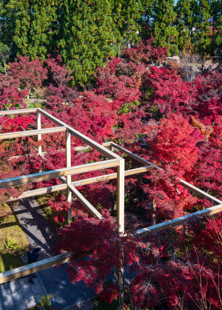 Red autumn foliage in japanese garden  near Kyoto
