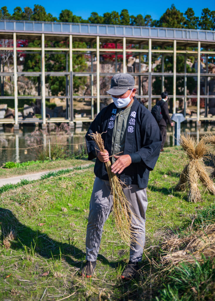 Japanese man collects rice stalks in garden