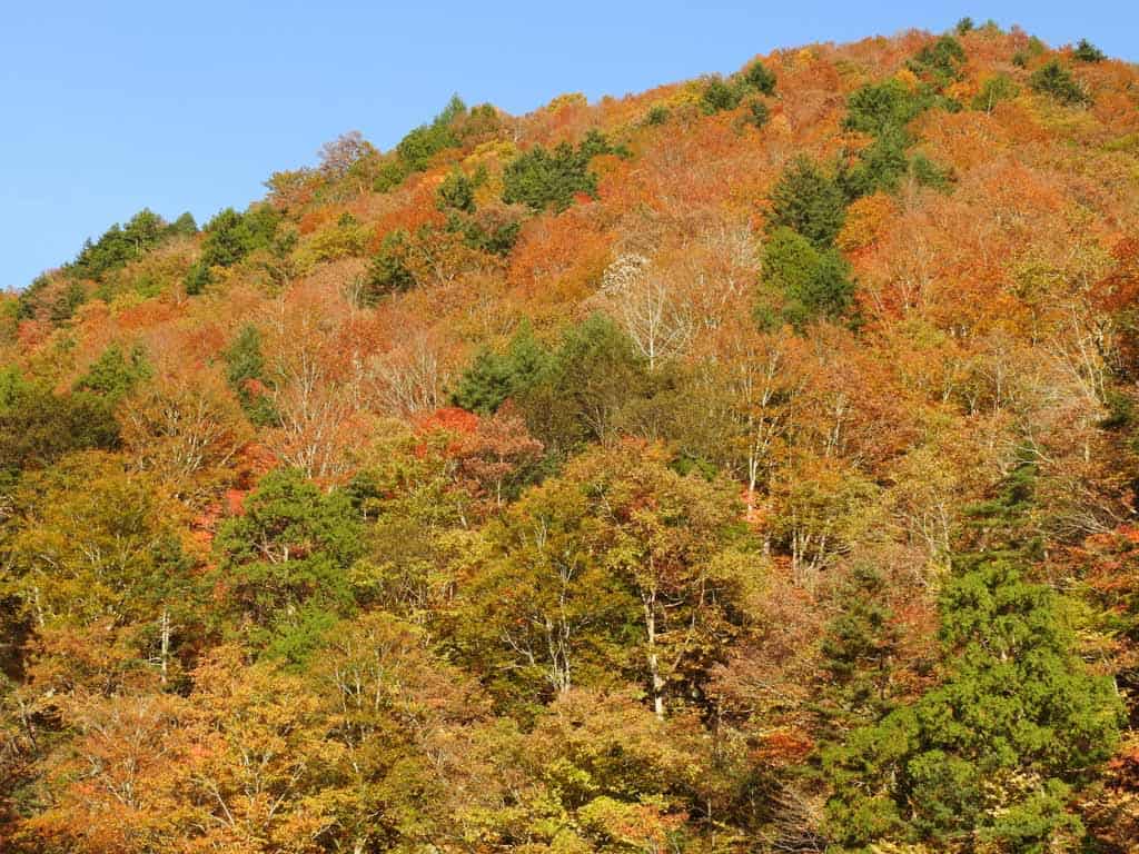 autumn colours in hinoemata area in japan