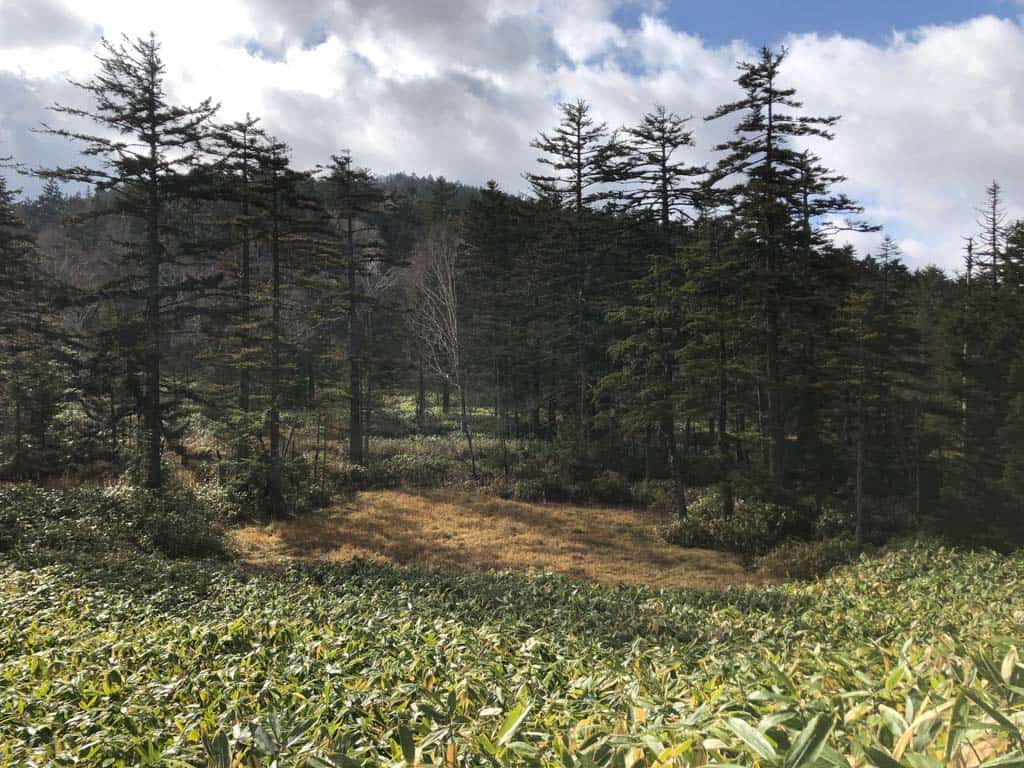 Views while Hiking through marshland at Oze National Park in Japan