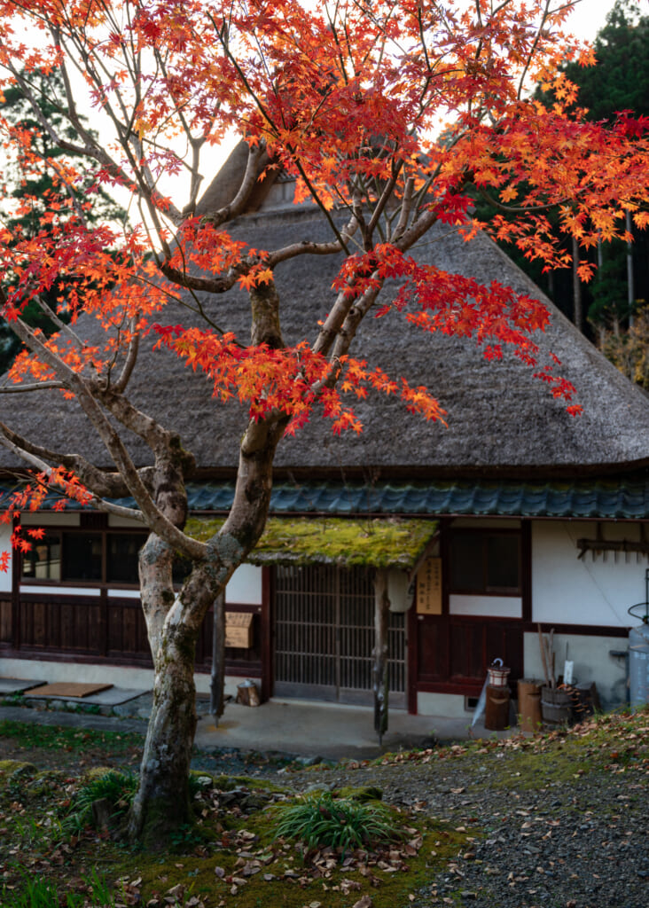 autumn leaves in front of traditional Japanese thatched roof house in kayabuki no sato