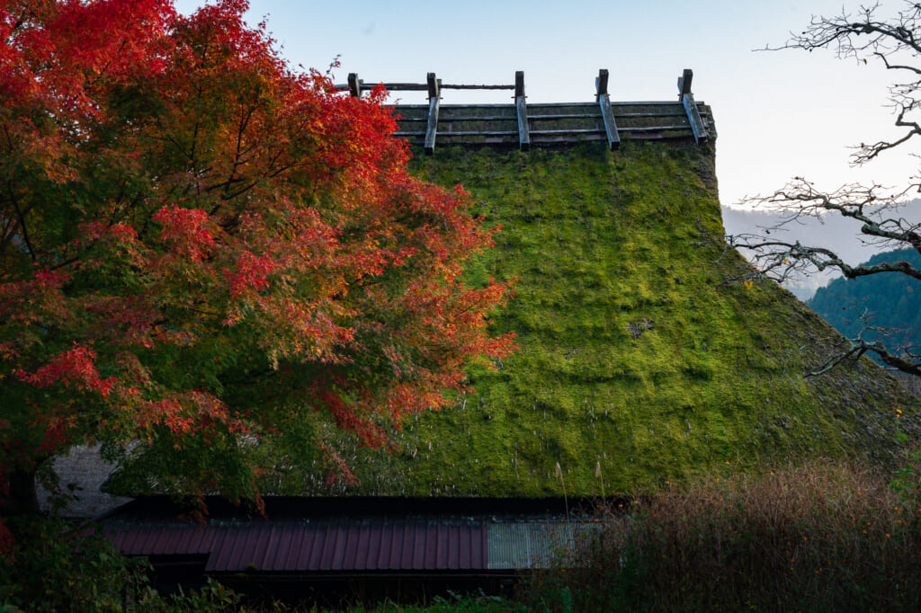 green moss growing on Japanese thatched roof house in kayabuki no sato