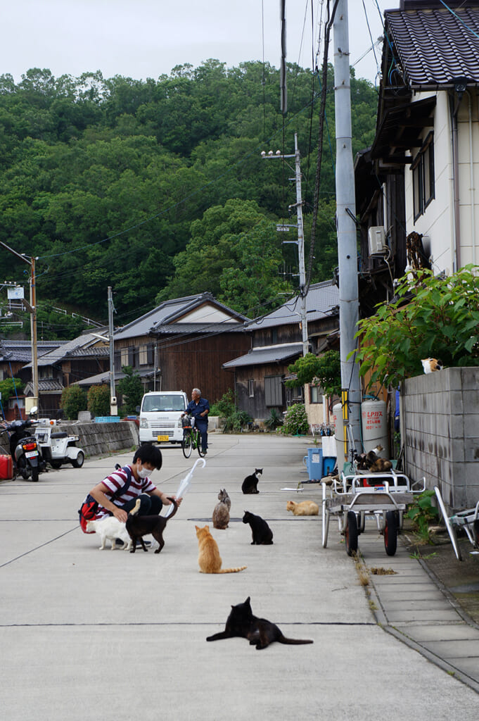 Stroking various cats on the street on Manabeshima, a cat island in Japan