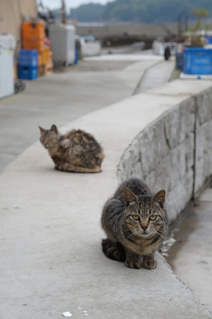 cats looking at the camera in Manabeshima 