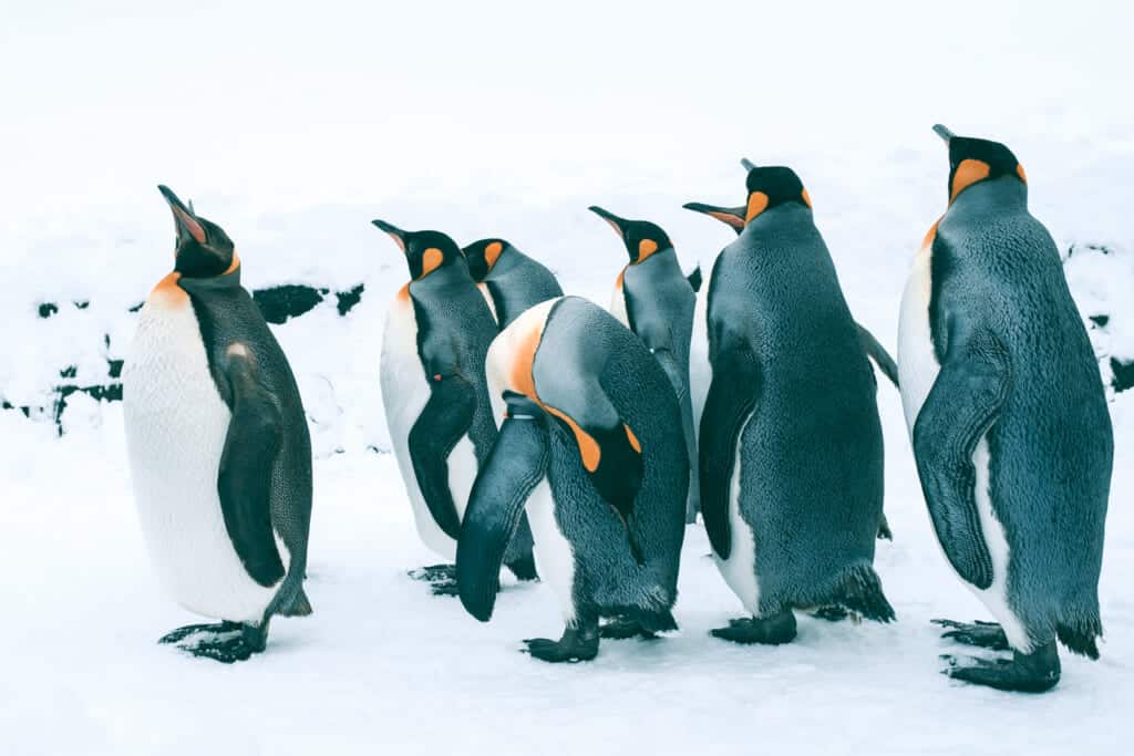 penguins walking on the snow at the Asahiyama zoo