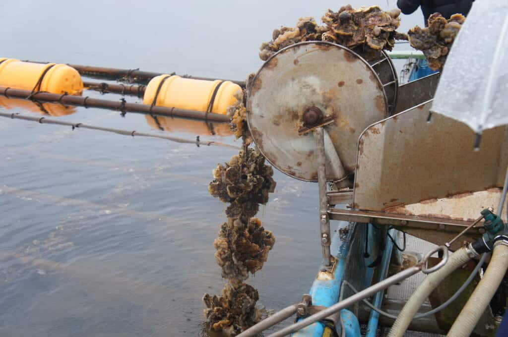 Sado Island oyster farming on Lake Kamo
