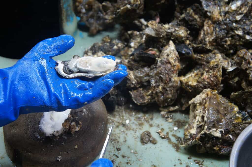 Sado Island oyster farmer removing a fresh oyster from its shell