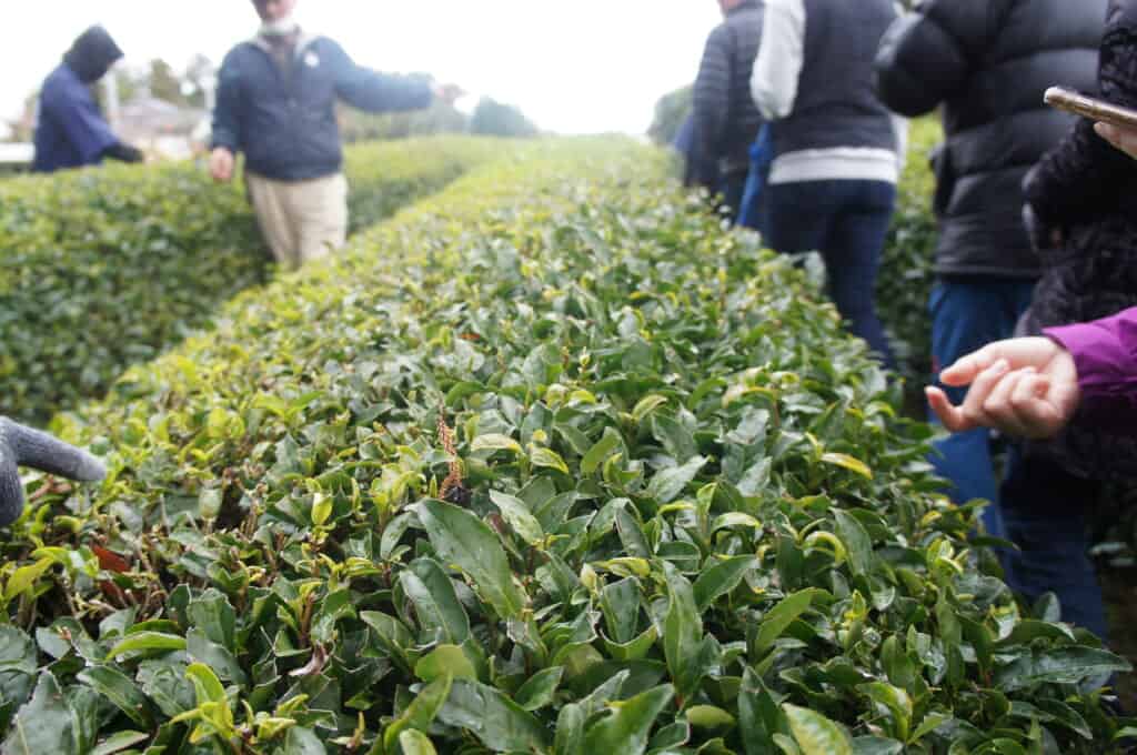 Sado Island: Niigata’s Island of Nature, Tradition, History, and Community