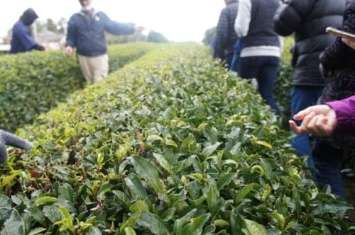 Sado Island: Niigata’s Island of Nature, Tradition, History, and Community