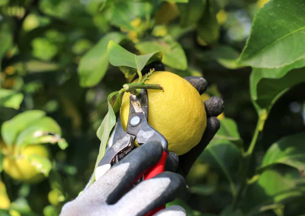 lemon picking on japanese farm stay on setouchi islands