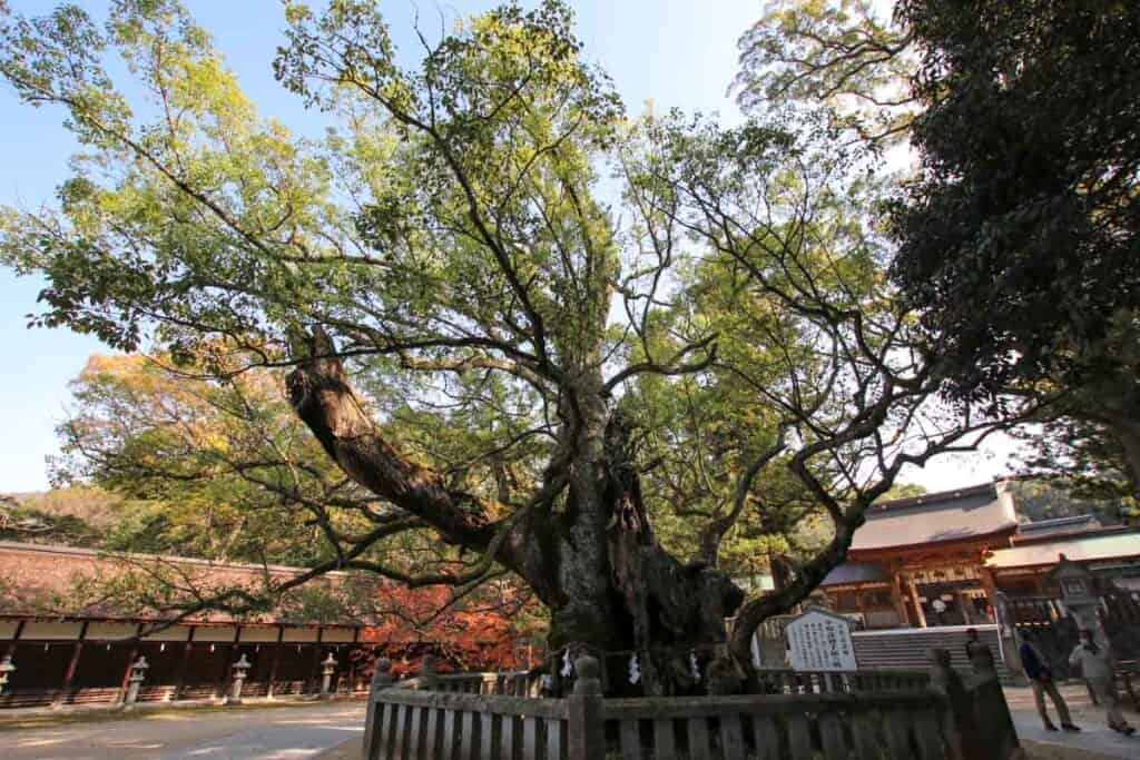 Ancient Cedar at Oyamazumi Shrine Entrance