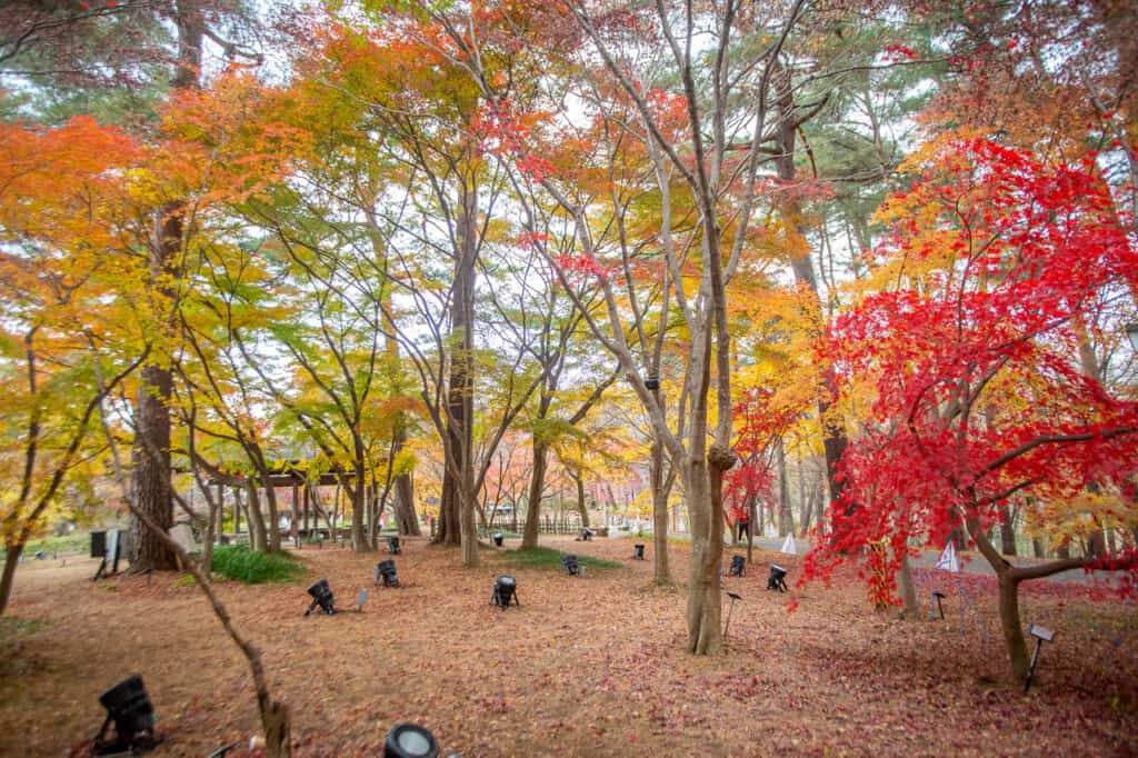 Autumn in Shinri Koen