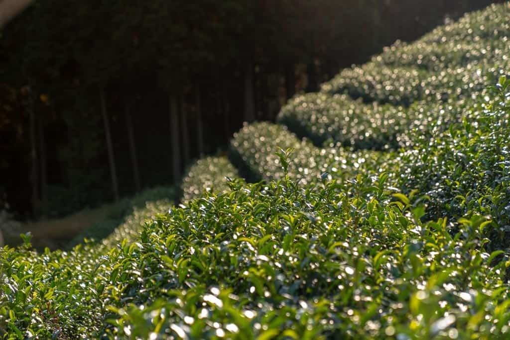 green tea field in Japan