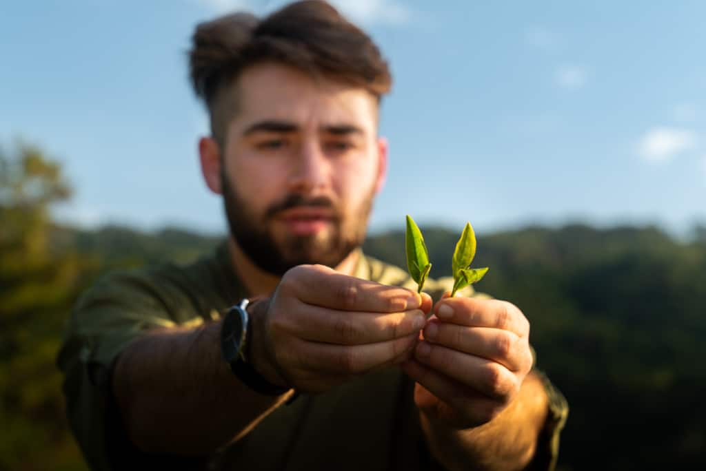 holding green tea leaves at Kyoto Obubu Tea Farms, Wazuka