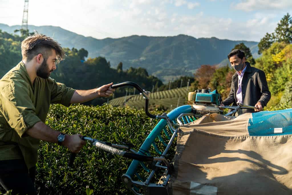 picking green tea at Kyoto Obubu Tea Farms, Wazuka