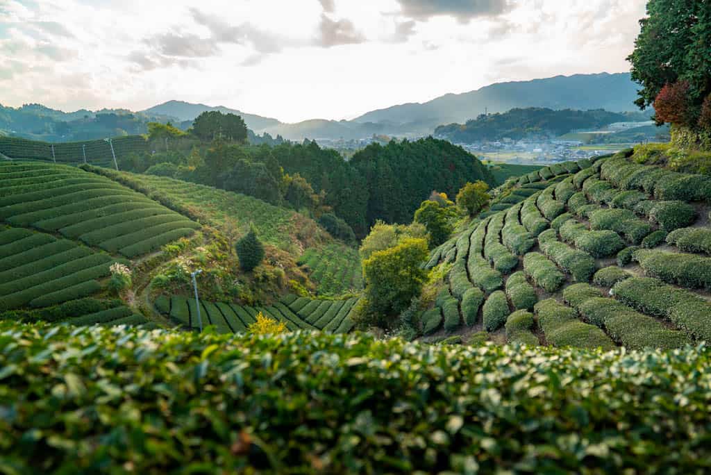 Taste Wazuka's Famous Green Teas at Uji Green Tea Farm near Kyoto