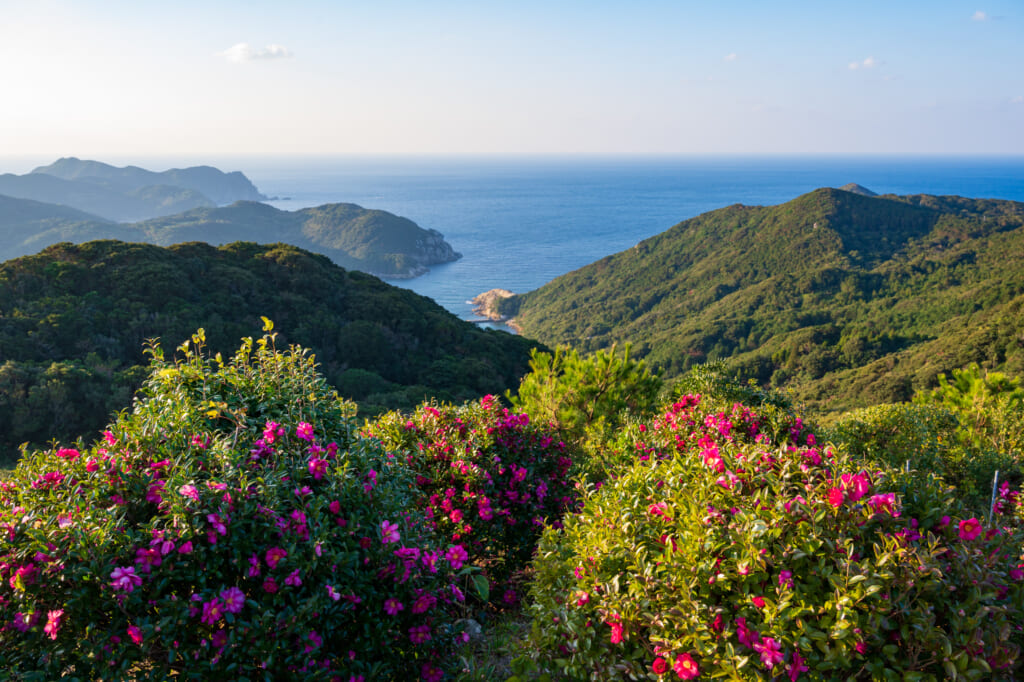 Early season tsubaki (camellia) bloom on Hisaka Island in the Goto Islands