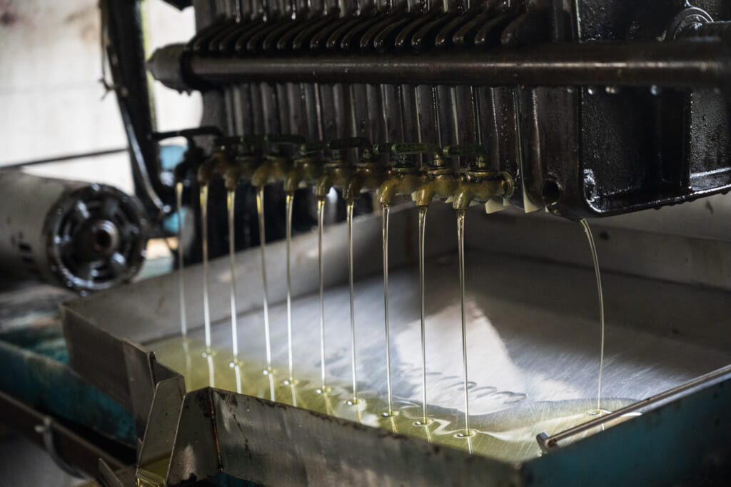 tsubaki oil extraction in japan