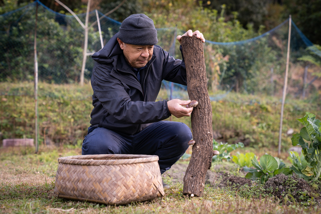 Mr. Ogura harvests mushrooms from a log