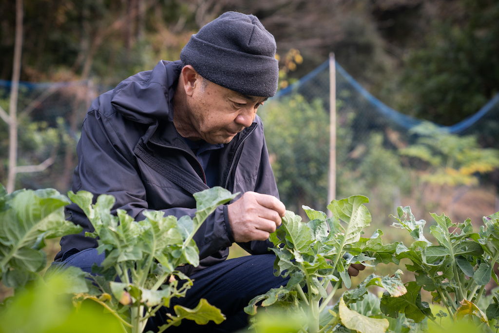 Mr. Ogura in the vegetable garden