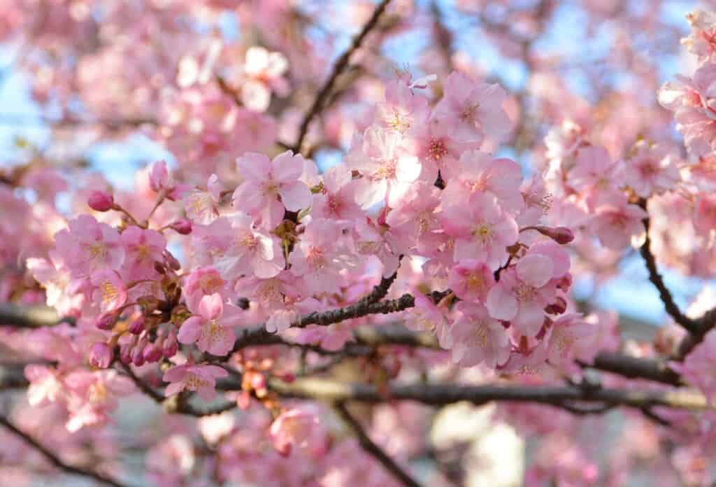 Experience the Early Cherry Blossoms in Kanagawa Prefecture