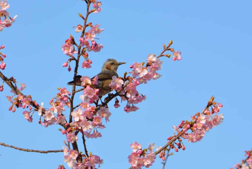 A bird between the early cherry blossoms in Japan