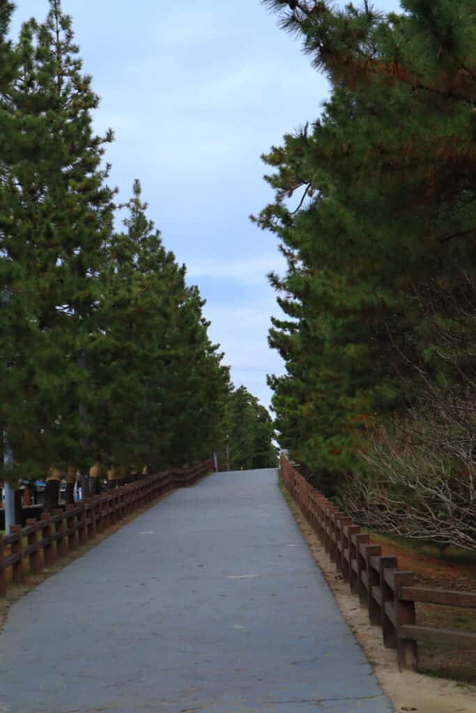 The Soka Matsubara promenade in Saitama